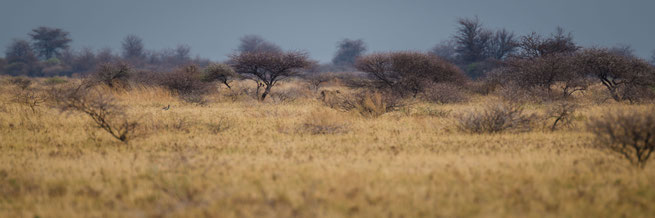 nxai pan national park botswana