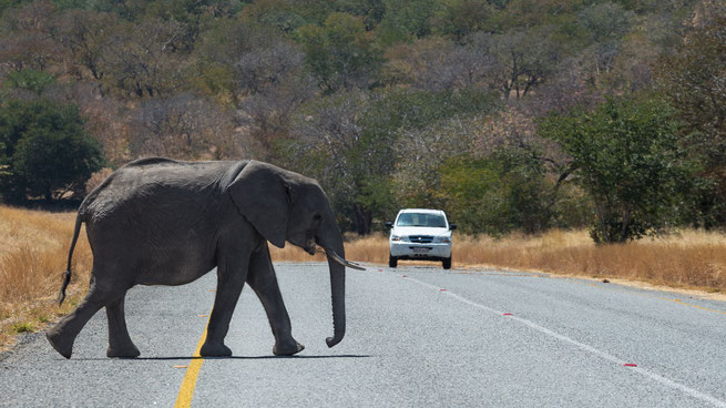 elephant crossing | chobe riverfront | kasane | botswana