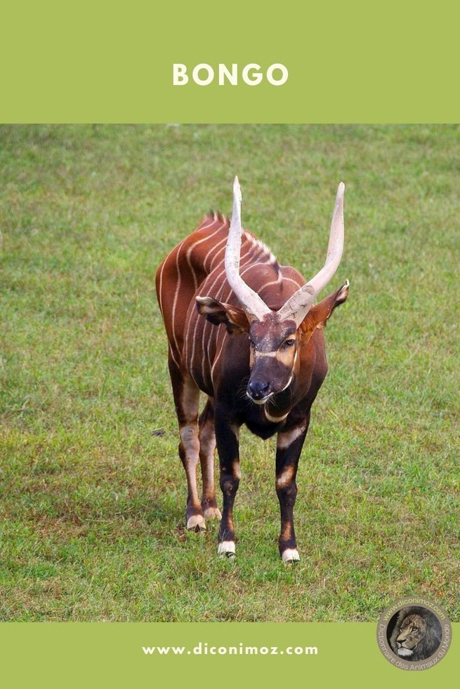 bongo fiche animaux antilope afrique bovidé taille poids longevité repartition habitat