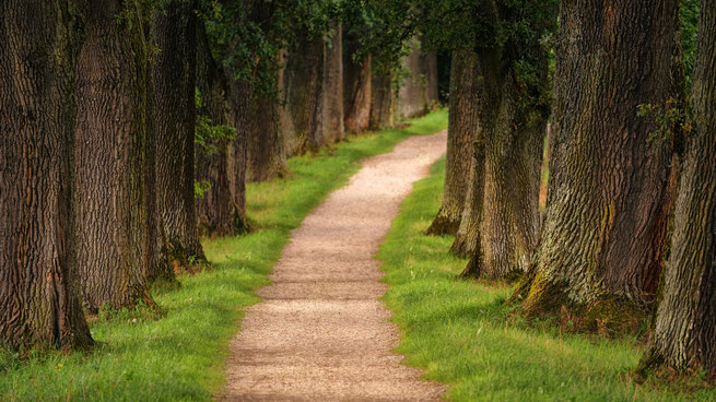 Ein Wanderweg durch den Wald. Bild von Joe auf Pixabay 