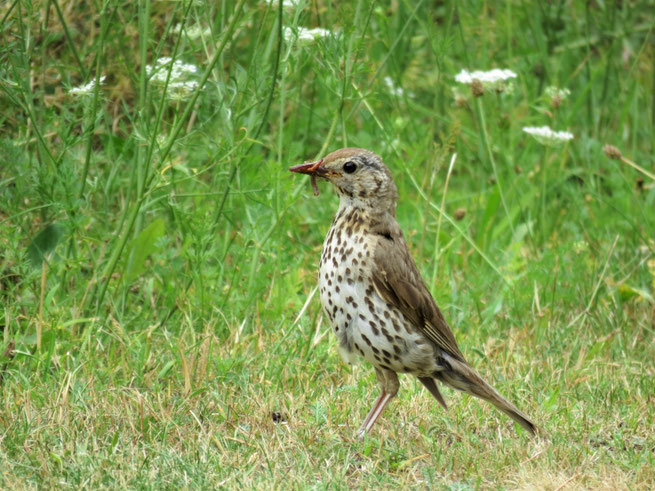 Singdrossel (Turdus philomelos) im Naturgarten