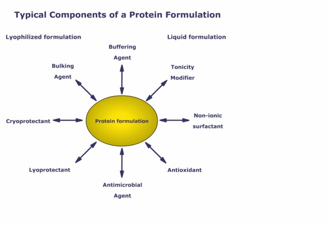 Graphic which shows eight different typical components of a protein formulation