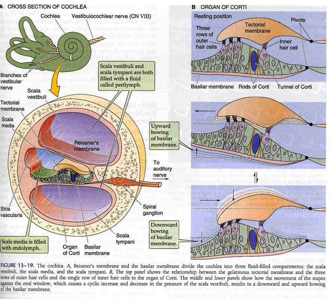 El órgano de Corti y las células ciliadas.