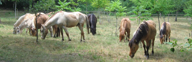 les chevaux à l'herbe