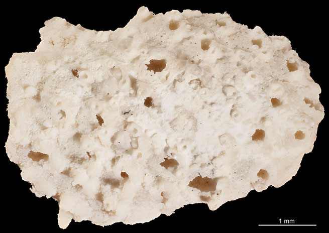 Senckenberg, Bryozoa, Bryozoen, Moostierchen, Sammlung Voigt