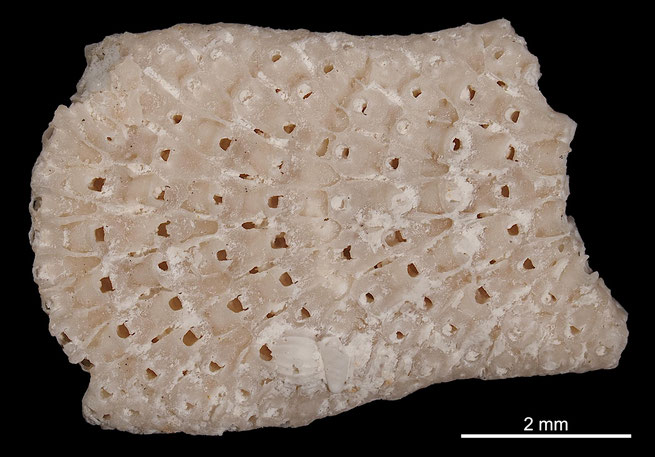 Senckenberg, Bryozoa, Bryozoen, Moostierchen, Sammlung Voigt