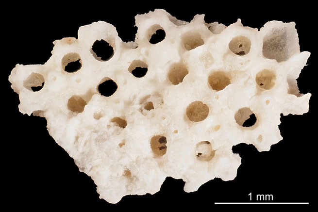 Senckenberg, Bryozoa, Bryozoen, Moostierchen, Sammlung Voigt