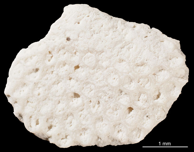 Senckenberg, Bryozoa, Bryozoen, Moostierchen, Sammlung Voigt