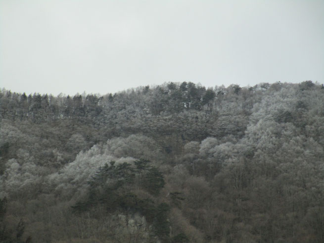 うっすらと雪化粧の太郎山