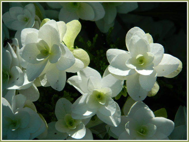 ortensia hydrangea quercifolia snowflak