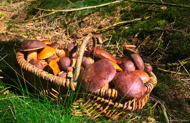 Waldpilze im Westerwald