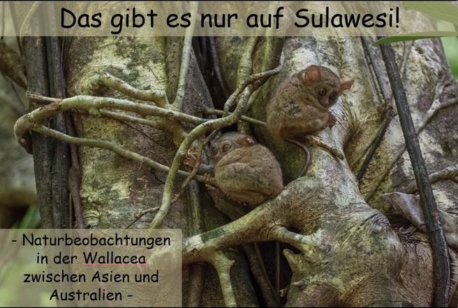 Aufnahme: A. Schäfferling