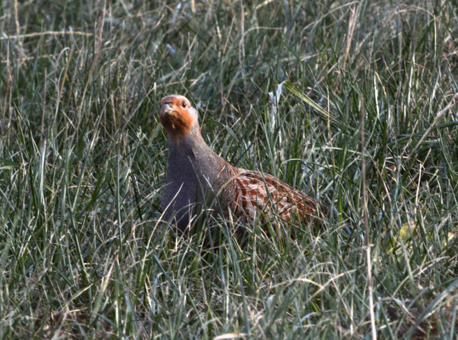 Rebhahn im Wegebegleitgrün! (Foto:H.Härtel)