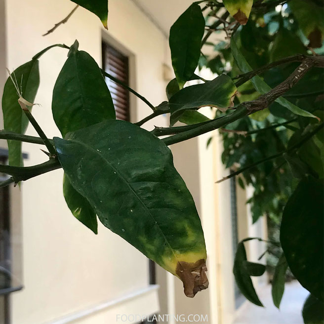 citrusbomen vlekken