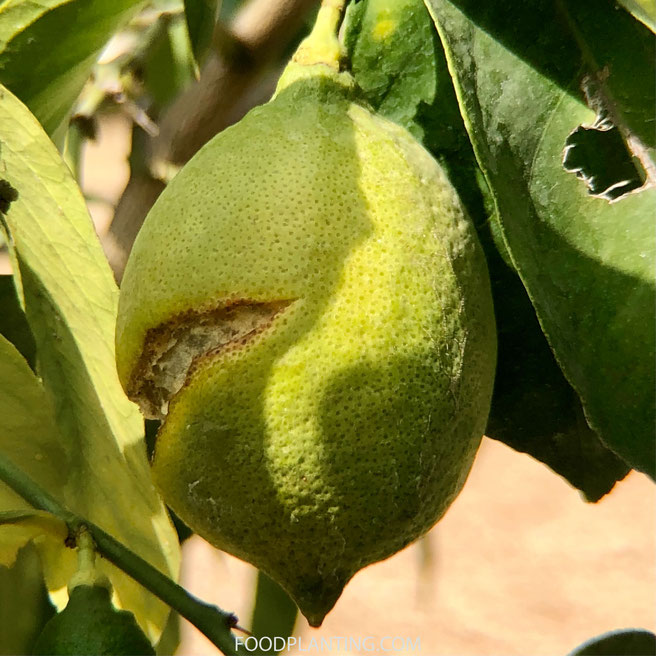 citrusbomen problemen vruchten bloemen