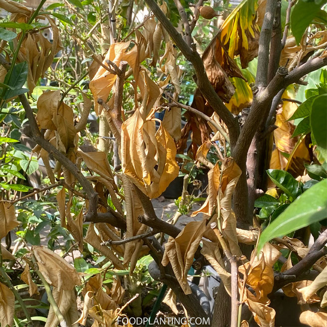 citrus verdorde bladeren