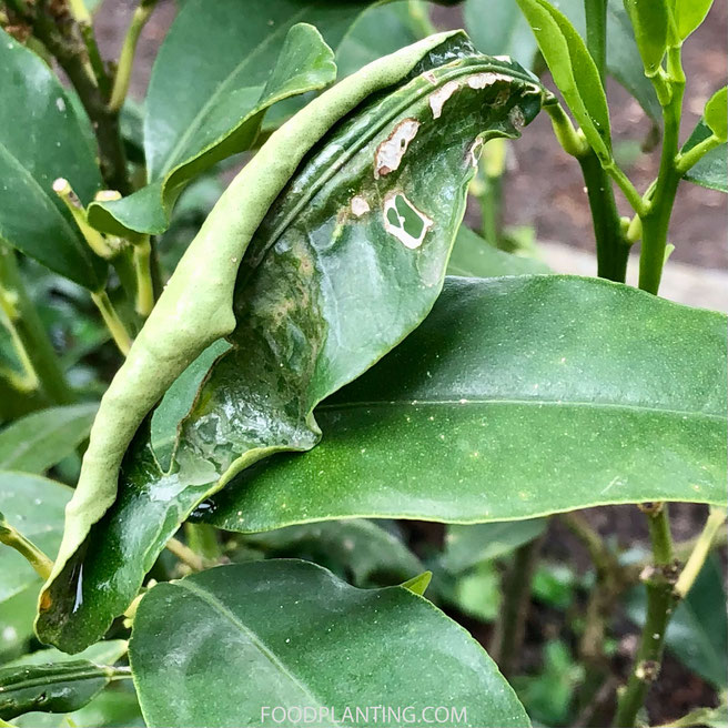 citrusbomen bladmineerder 