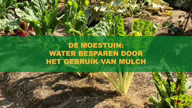 water besparen door het gebruik van mulch
