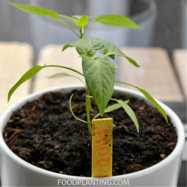 paprika peper binnen kweken