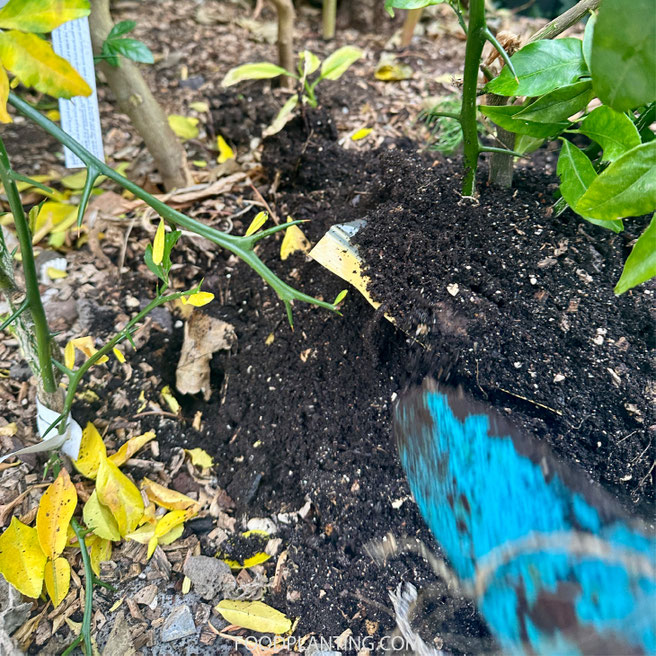 Oxidatie handwarmer wordt ingegraven bij een citrusboom