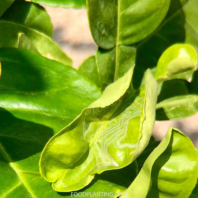 citrusbomen bladmineerder 