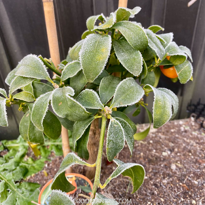 bevroren calamondin boom