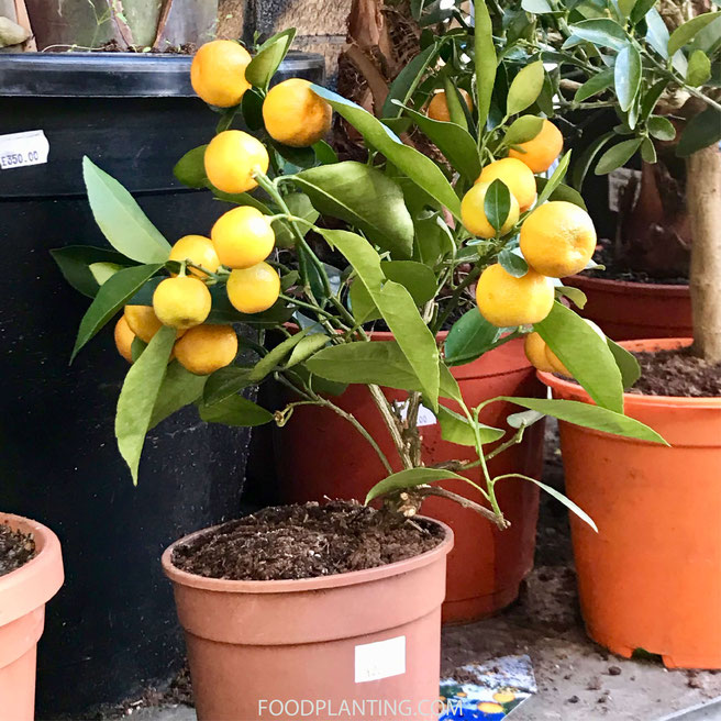 citrusboom verkoper