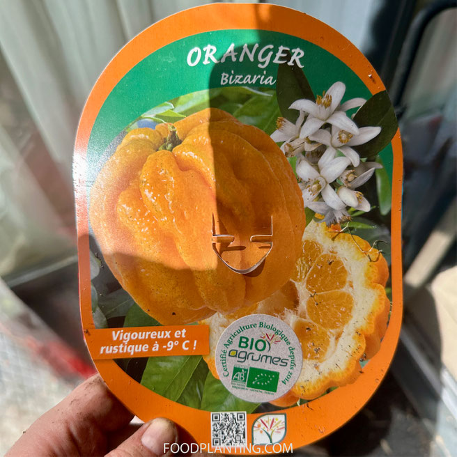 Citrus aurantium Striata