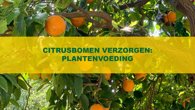 citrusbomen plantenvoeding