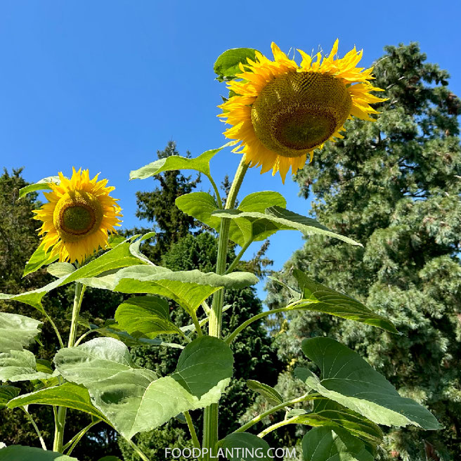 Zonnebloemen met kleinere bladeren en beperkte groei door langdurige droogte