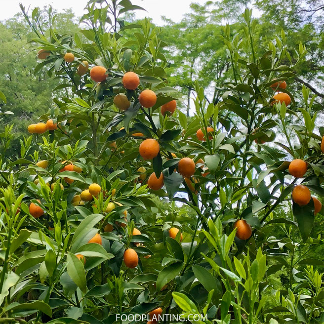 Kumquat citrusboom