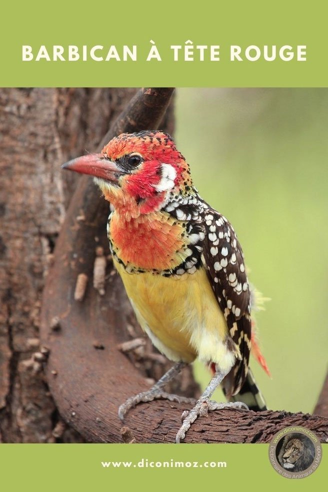 barbican a tete rouge fiche animaux oiseaux