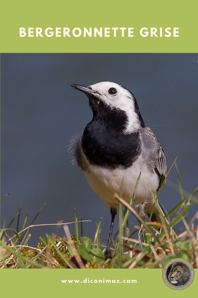 bergeronnette grise fiche animaux oiseaux comportment poids taille longévité repartition