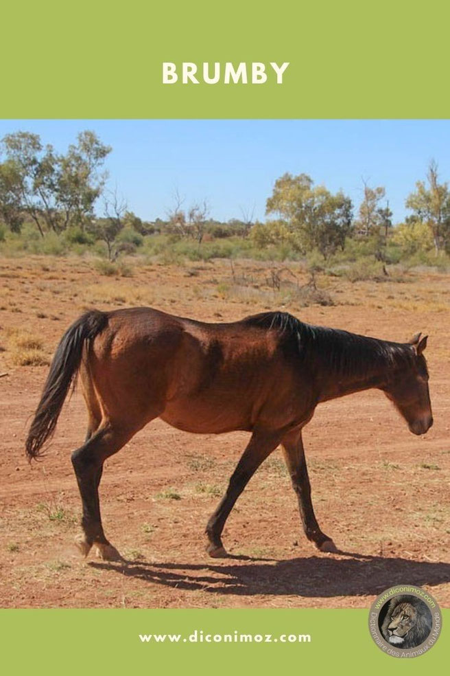 fiche animaux chevaux cheval identification brumby origine caractere sante