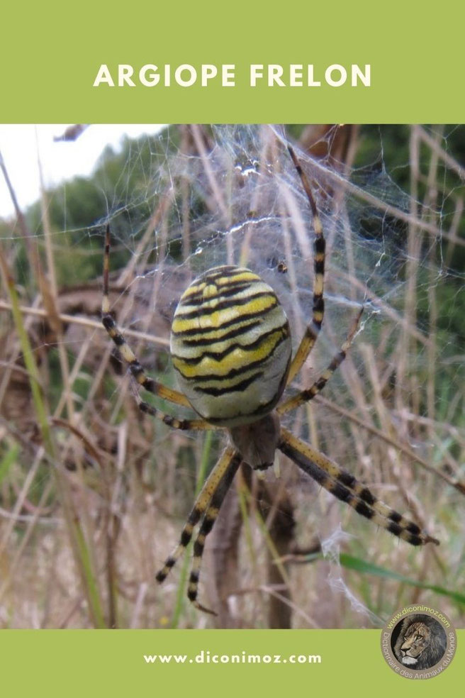 argiope frelon fiche animaux arachnide