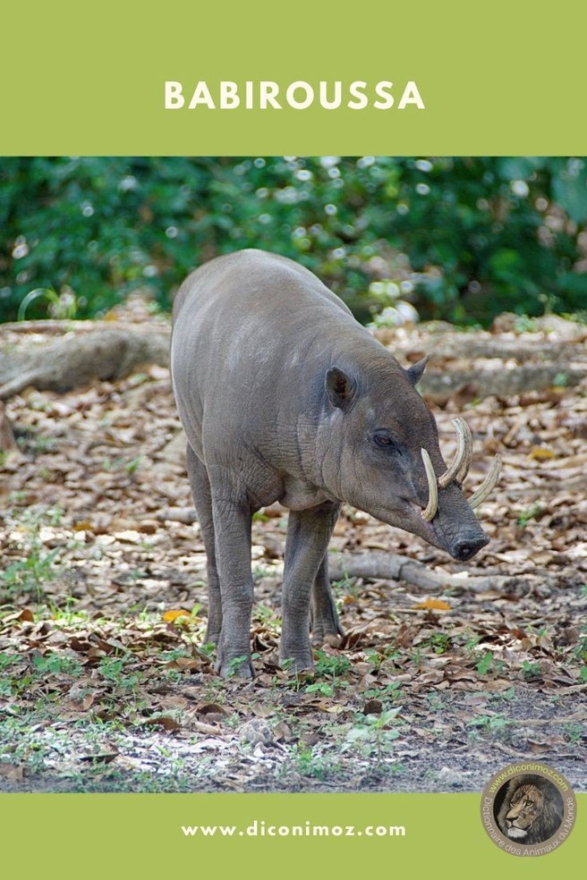 babiroussa fiche animaux