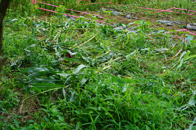 陶芸家　ブログ　茨城県笠間市　土鍋　トウモロコシ　イノシシ被害　旬の野菜　