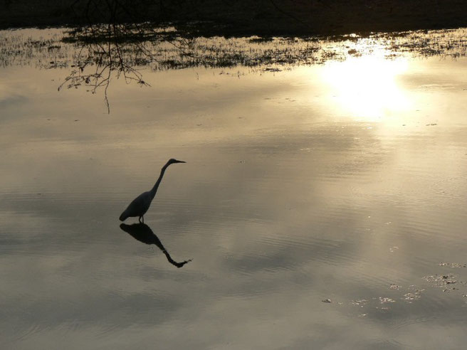 Les oiseaux font trempete a la tombee de la nuit...