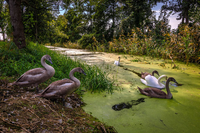 Neuruppin in der Nähe, Schwäne