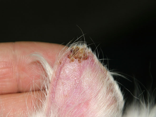 Pemphigus foliacé du chat