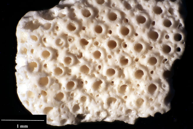 Senckenberg, Bryozoa, Bryozoen, Moostierchen, Sammlung Voigt