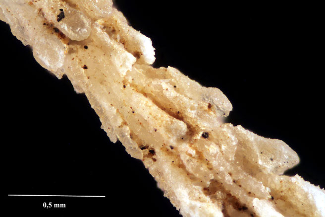 Senckenberg, Bryozoa, Bryozoen, Moostierchen, Sammlung Voigt