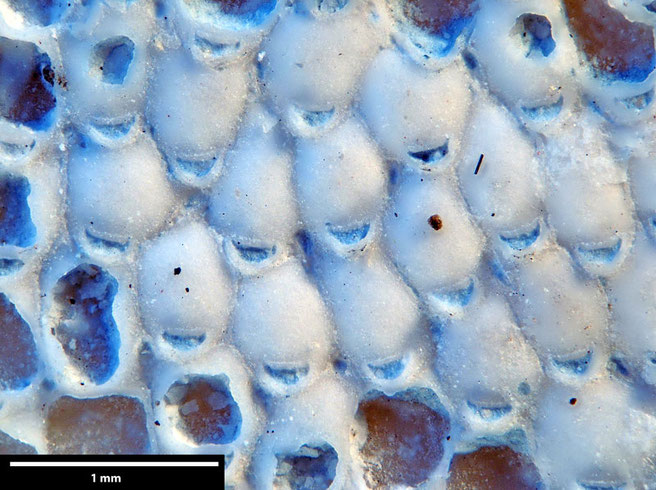 Senckenberg, Bryozoa, Bryozoen, Moostierchen, Sammlung Voigt