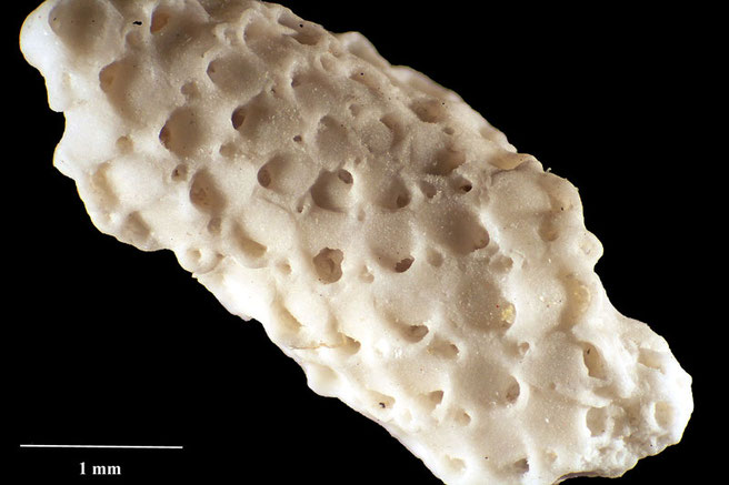 Senckenberg, Bryozoa, Bryozoen, Moostierchen, Sammlung Voigt