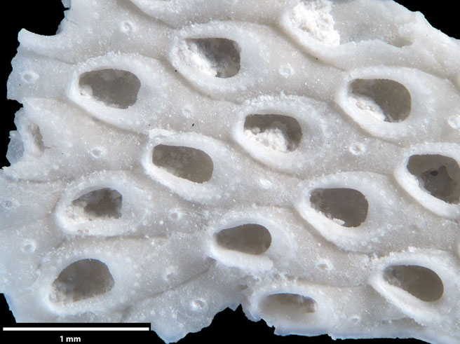 Senckenberg, Bryozoa, Bryozoen, Moostierchen, Sammlung Voigt