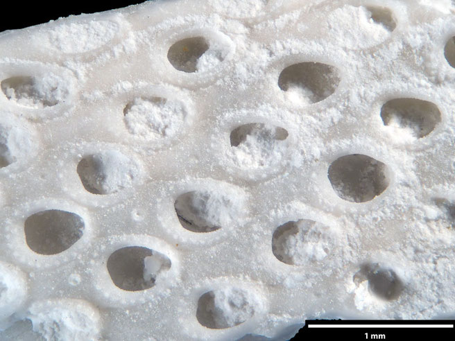 Senckenberg, Bryozoa, Bryozoen, Moostierchen, Sammlung Voigt