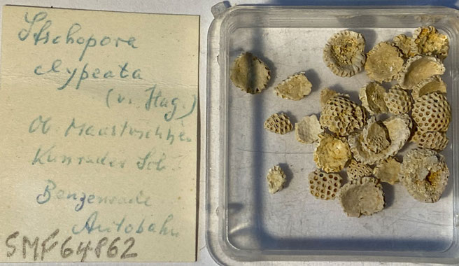 Senckenberg, Bryozoa, Bryozoen, Moostierchen, Sammlung Voigt