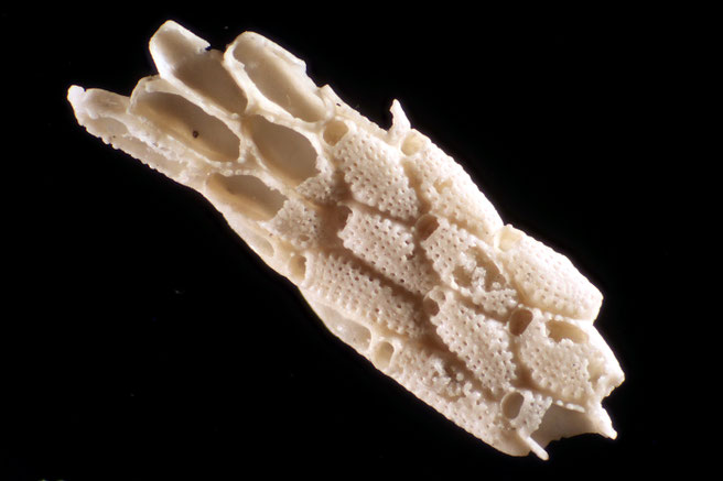 Senckenberg, Bryozoa, Bryozoen, Moostierchen, Sammlung Voigt