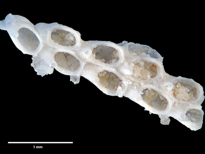 Senckenberg, Bryozoa, Bryozoen, Moostierchen, Sammlung Voigt