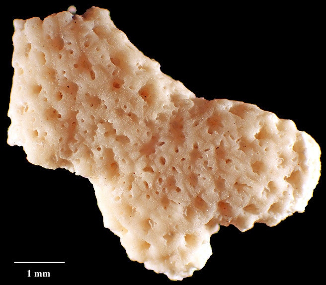 Senckenberg, Bryozoa, Bryozoen, Moostierchen, Sammlung Voigt